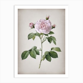 Vintage Rosa Alba Botanical on Parchment n.0429 Art Print