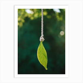 Green Leaf Hanging On A Rope Art Print