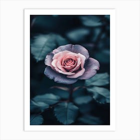 Rose In The Dark 13 Art Print