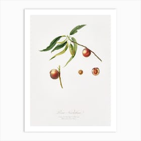 Peach (Prunus Persica) From Pomona Italiana (1817 1839), Giorgio Gallesio , Art Print