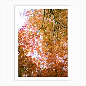 Autumn Leaves Art Print