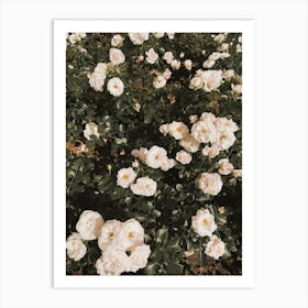 Garden Roses Art Print