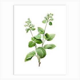 Catnip Vintage Botanical Herbs 2 Art Print