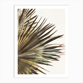 Palm Leaves Art Print