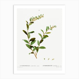 Andromeda Marginata, Pierre Joseph Redoute Art Print