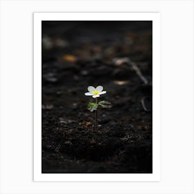 Single Flower In The Dirt 3 Art Print