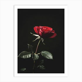 Red Rose On Black Background 56 Art Print