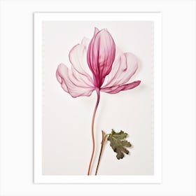 Pressed Flower Botanical Art Cyclamen Art Print