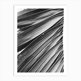 Black And White Palm Leaf 1 Art Print