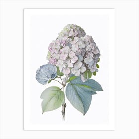 Hydrangea Floral Quentin Blake Inspired Illustration 1 Flower Art Print