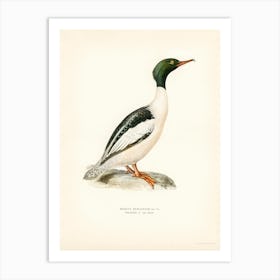 Common Merganser, Goosander In Spring Male, The Von Wright Brothers Art Print