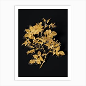 Vintage Malmedy Rose Botanical in Gold on Black n.0523 Art Print