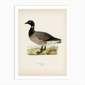 Brant Goose, The Von Wright Brothers Art Print