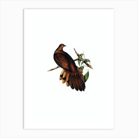 Vintage Pheasant Tailed Pigeon Bird Illustration on Pure White n.0427 Art Print