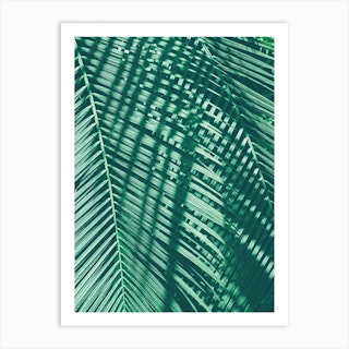 Palm Leaves Art Print