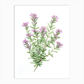 Thyme Vintage Botanical Herbs 6 Art Print