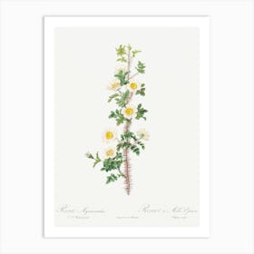 Scotch Rose, Pierre Joseph Redoute Art Print