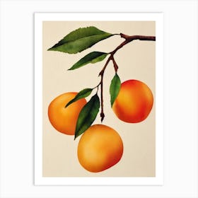 Apricot Watercolour Fruit Painting Fruit Art Print