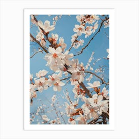 Cherry Blossoms 30 Art Print