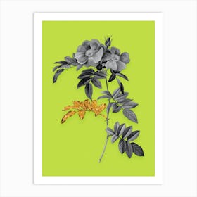 Vintage Shining Rosa Lucida Black and White Gold Leaf Floral Art on Chartreuse n.0778 Art Print