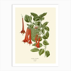 Fuchsia 7 Art Print