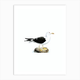 Vintage Lesser Black Backed Gull Bird Illustration on Pure White n.0020 Art Print