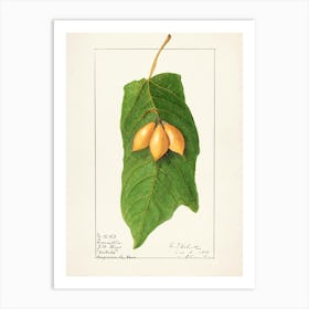 Acorns On A Leaf Art Print