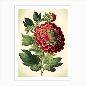 Zinnia Wildflower Vintage Botanical 1 Art Print