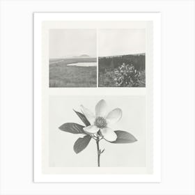 Magnolia Flower Photo Collage 3 Art Print