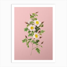 Vintage Thornless Burnet Rose Botanical on Soft Pink n.0057 Art Print