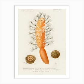 Veretillum Cynomorium, Charles Dessalines D' Orbigny Art Print