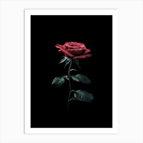 Rose On A Black Background 1 Art Print