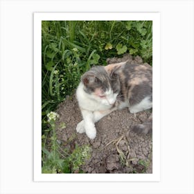 Cat In The Dirt Art Print