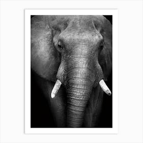 Black And White Elephant 2 Art Print