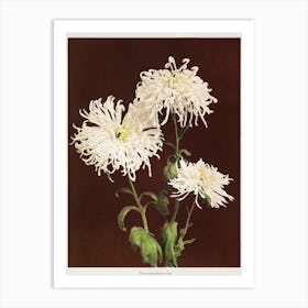 Chrysanthemum, Hand Colored Collotype From Some Japanese Flowers (1896), Kazumasa Ogawa Art Print