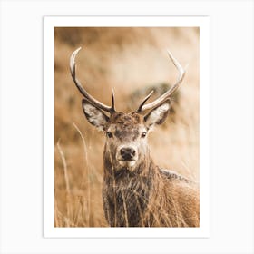 Mule Deer Scenery Art Print