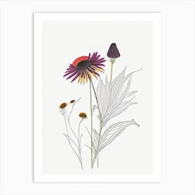 Echinacea Spices And Herbs Minimal Line Drawing 2 Art Print