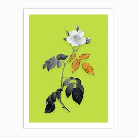 Vintage Big Leaved Climbing Rose Black and White Gold Leaf Floral Art on Chartreuse n.0027 Art Print