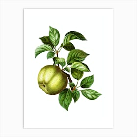 Vintage Apple Botanical Illustration on Pure White n.0176 Art Print