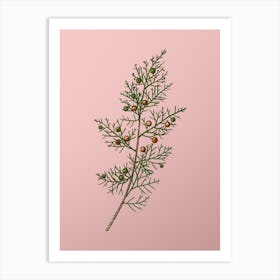 Vintage Phoenicean Juniper Botanical on Soft Pink n.0441 Art Print