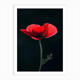 Red Poppy Flower Art Print