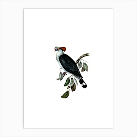 Vintage Top Knot Pigeon Bird Illustration on Pure White n.0095 Art Print