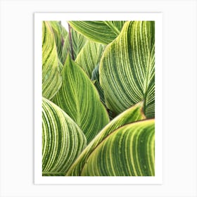 Leaves Striped Pattern Texture Art Print