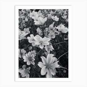 Daisies BW 2 Art Print