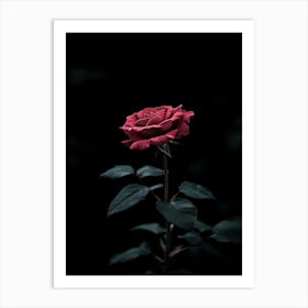 Dark Rose 105 Art Print