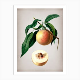 Vintage Peach Botanical on Parchment n.0043 Art Print