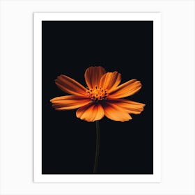 Orange Flower 25 Art Print