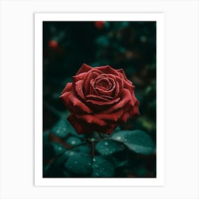 Red Rose 5 Art Print