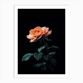 Dark Rose 65 Art Print