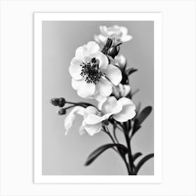 Snapdragons B&W Pencil 1 Flower Art Print